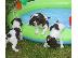 PoulaTo: Springer Spaniel κουτάβια